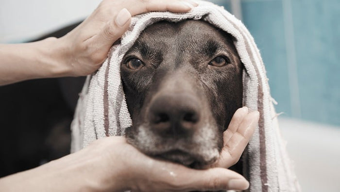 Bath Time for Senior Pups: A Step-by-Step Guide to Keep Them Comfortable