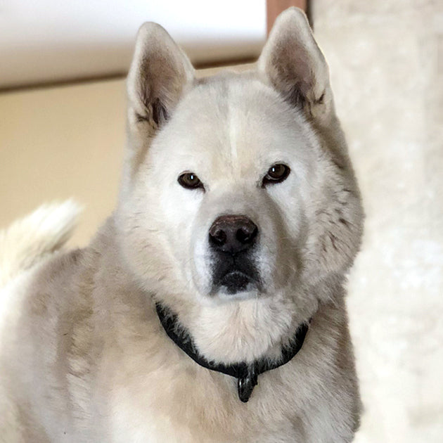 Jasper (Husky-Wolf)