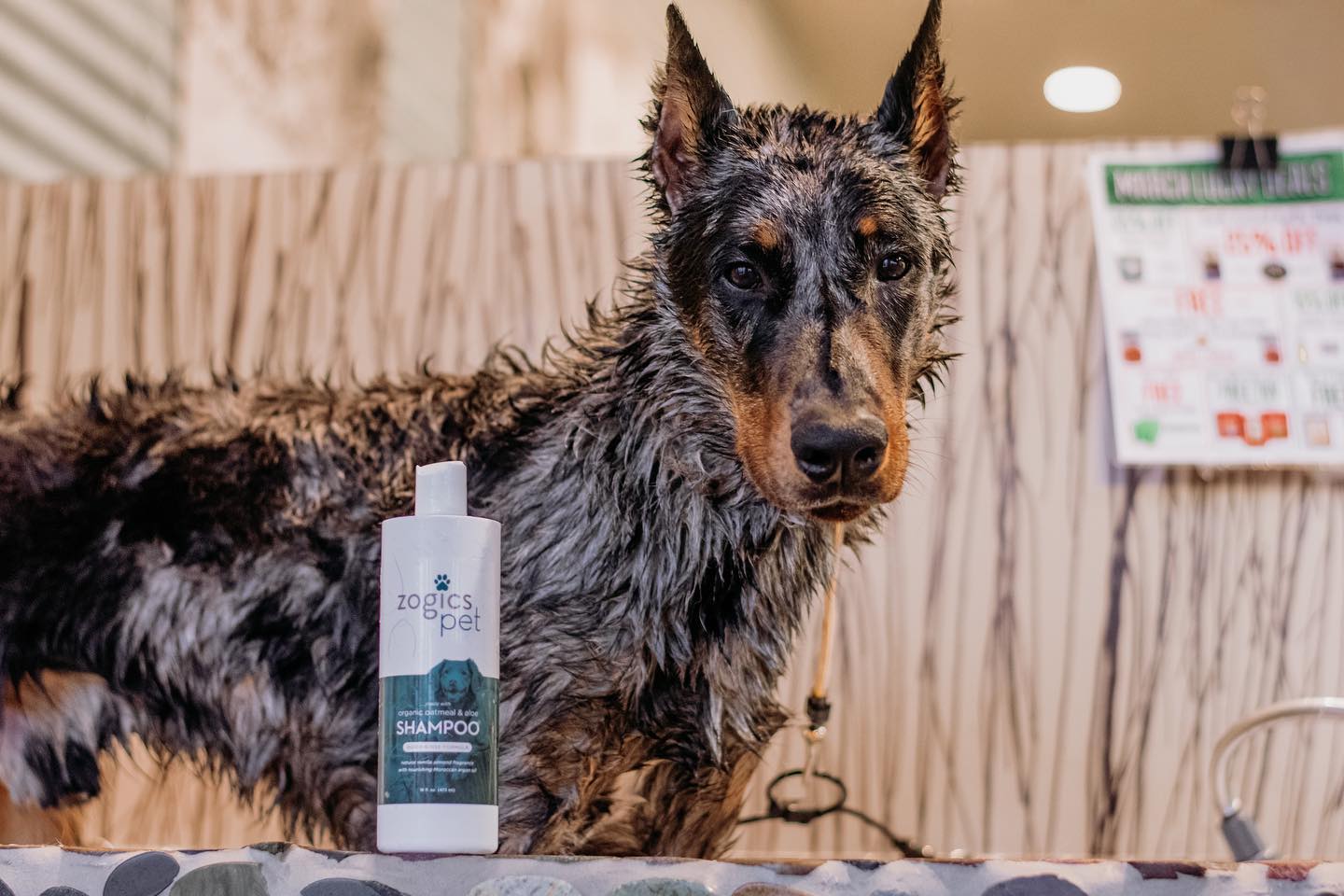 The Science Behind Zogics Pet Dog Shampoo: What Makes it Unique