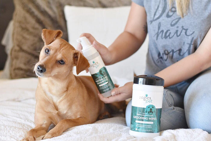 10 Reasons Why Waterless Dog Shampoo is a Game Changer!