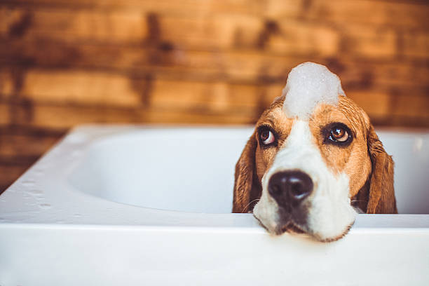 Bubble Trouble: How to Introduce Your New Puppy to Bath Time Bliss